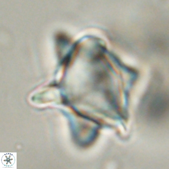 Rhomboaster bramlettii 58795