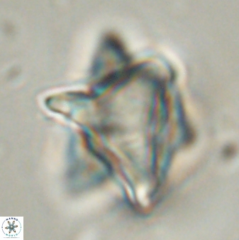 Rhomboaster bramlettii 58796