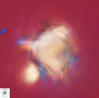 Rhomboaster bramlettii 58798