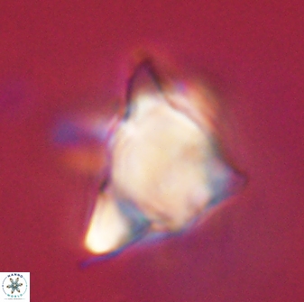 Rhomboaster bramlettii 58799