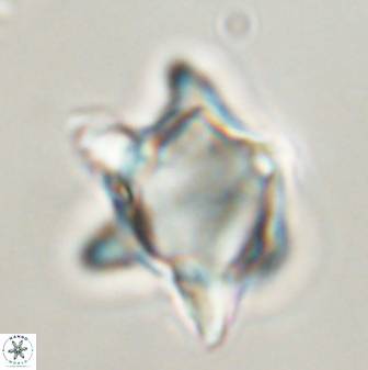 Rhomboaster bramlettii 58804