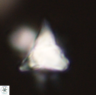 Rhomboaster bramlettii 58808