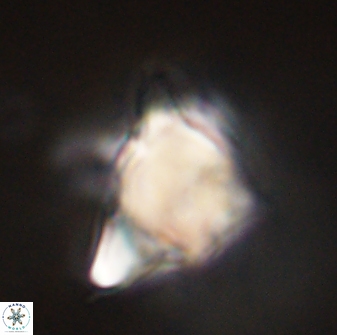 Rhomboaster bramlettii 58800