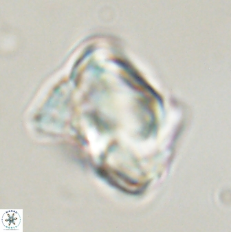Rhomboaster bramlettii 58803