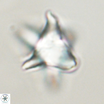 Rhomboaster bramlettii 58810