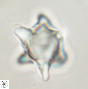 Rhomboaster bramlettii 58811