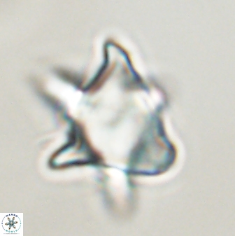 Rhomboaster bramlettii 58812