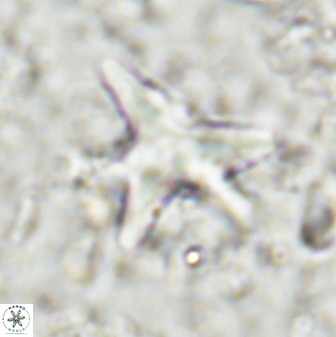 Rhomboaster contortus 49442