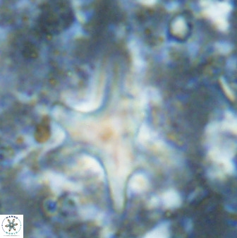 Rhomboaster contortus 49446