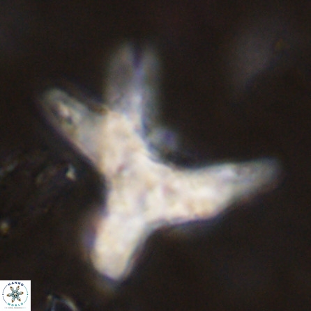 Rhomboaster contortus 49943