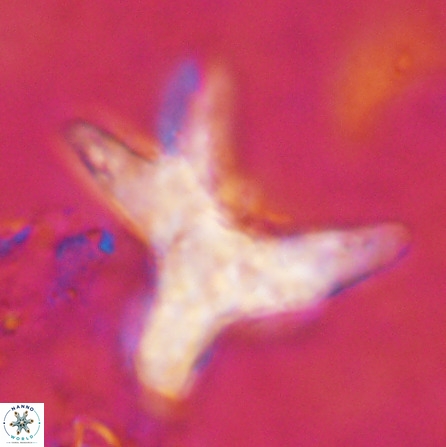 Rhomboaster contortus 49944