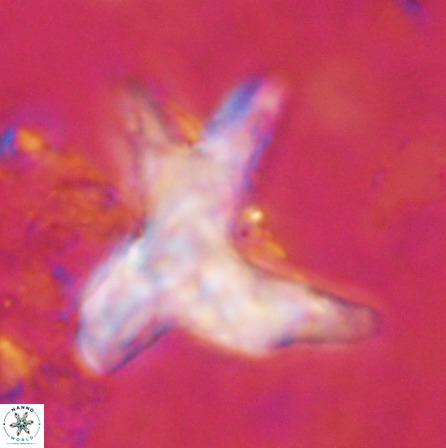 Rhomboaster contortus 49945