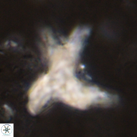 Rhomboaster contortus 49946