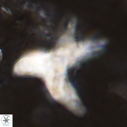 Rhomboaster contortus 49947
