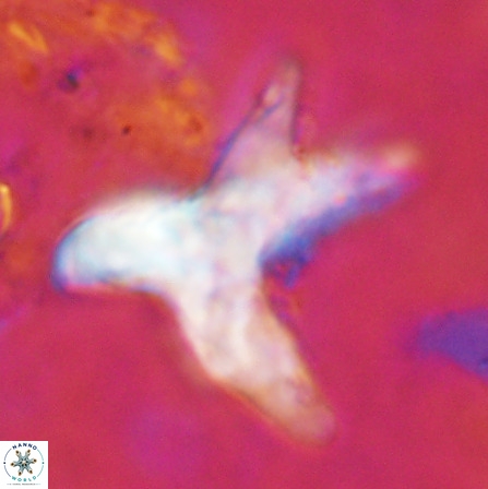 Rhomboaster contortus 49948