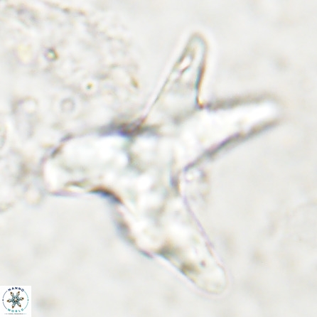 Rhomboaster contortus 49949