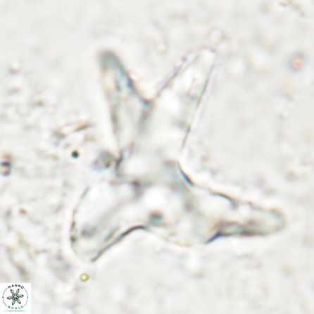 Rhomboaster contortus 49950