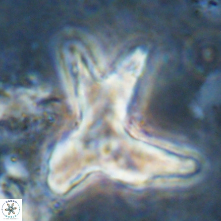 Rhomboaster contortus 49951