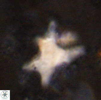 Rhomboaster contortus 49356