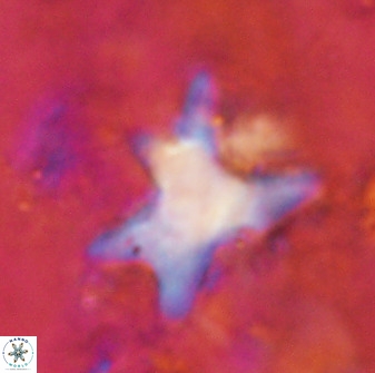 Rhomboaster contortus 49357
