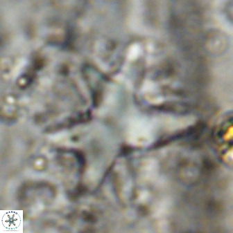 Rhomboaster contortus 49358