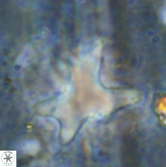Rhomboaster contortus 49359
