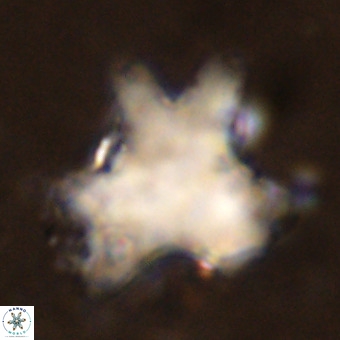 Rhomboaster contortus VR 00001