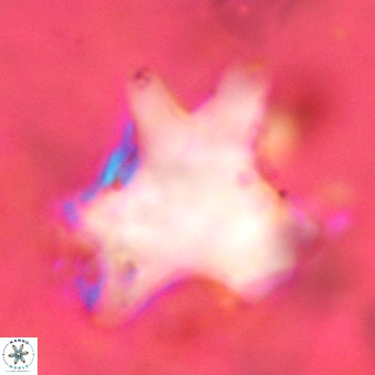 Rhomboaster contortus VR 00002