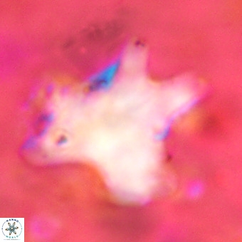 Rhomboaster contortus VR 00003