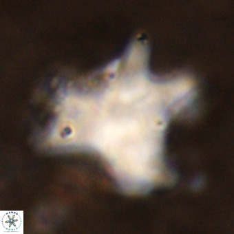 Rhomboaster contortus VR 00004