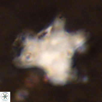 Rhomboaster contortus VR 00005