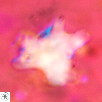 Rhomboaster contortus VR 00006