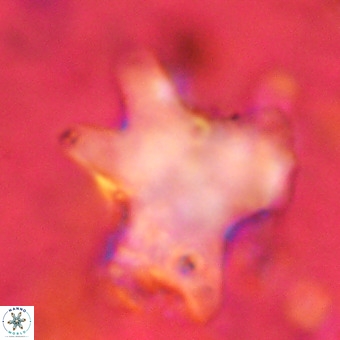 Rhomboaster contortus VR 00007