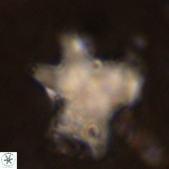 Rhomboaster contortus VR 00008