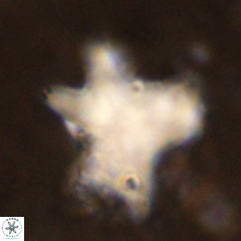 Rhomboaster contortus VR 00009