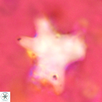 Rhomboaster contortus VR 00010