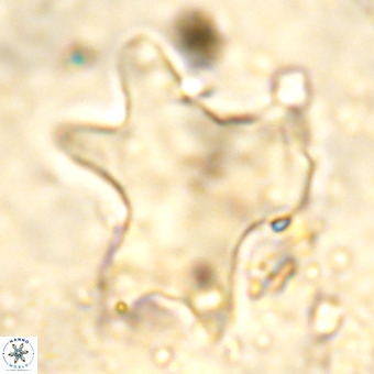 Rhomboaster contortus VR 00012