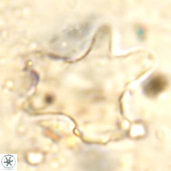 Rhomboaster contortus VR 00014