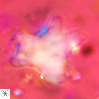 Rhomboaster contortus VR 00015