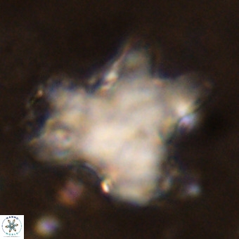 Rhomboaster contortus VR 00016