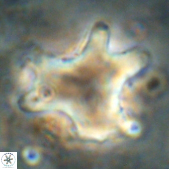 Rhomboaster contortus VR 00017