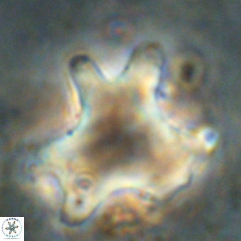 Rhomboaster contortus VR 00018