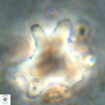 Rhomboaster contortus VR 00019