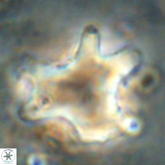 Rhomboaster contortus VR 00020