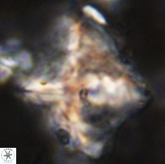 Rhomboaster cuspis 49421