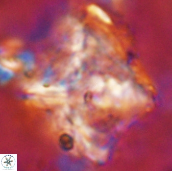 Rhomboaster cuspis 49422