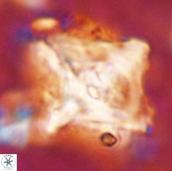 Rhomboaster cuspis 49423