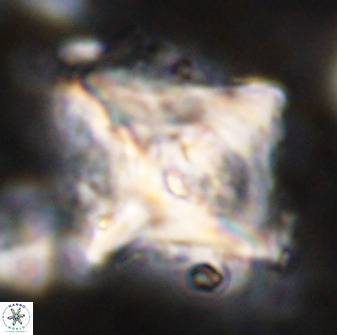 Rhomboaster cuspis 49424