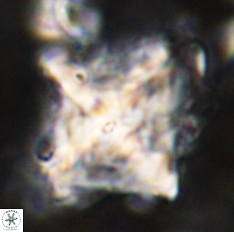 Rhomboaster cuspis 49425