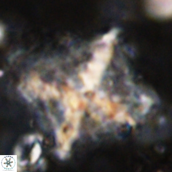 Rhomboaster cuspis 49433
